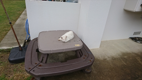 21日・トラが住みついちゃった・・・
